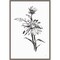 Line Echinacea Flower I by Chris Paschke 16-in. W x 23-in. H. Canvas Wall Art Print Framed in Grey